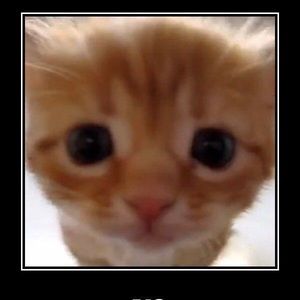 Meet your Posher, Neila